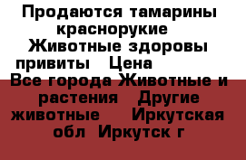 Продаются тамарины краснорукие . Животные здоровы привиты › Цена ­ 85 000 - Все города Животные и растения » Другие животные   . Иркутская обл.,Иркутск г.